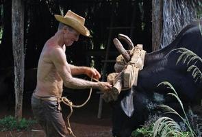 Vinales, Cuba - July 17, 2019 - A farmer near Vinales tends his oxen near a hut on his farm. photo