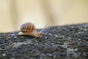 Snail on a stone wall photo