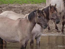 wild horses in westphalia photo