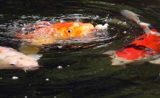 Koi breaking water surface photo