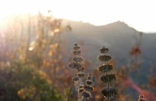 Landscape of the Ed Davis Park at Towsley Canyon - California, USA photo