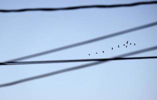 Flock of birds flying by seem through electric cables photo