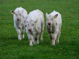 white cows in westphalia photo