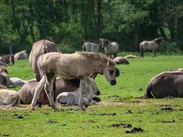 caballos salvajes en westfalia foto