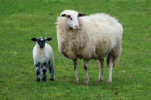 sheeps in the german muensterland photo