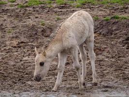 wild horses in westphalia photo