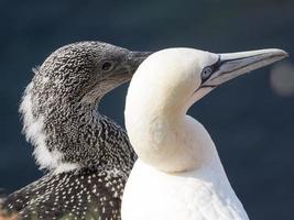 birds on helgoland island photo