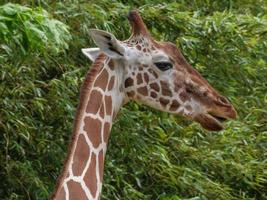 animales en el zoológico foto