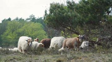 rebaño de corderos pastan cerca de un árbol en un prado herboso video