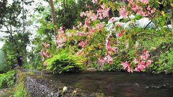 Stream flows surrounded by flowers and leafy bushes video