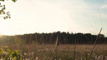 le soleil brille sur un champ d'herbe marron et vert video