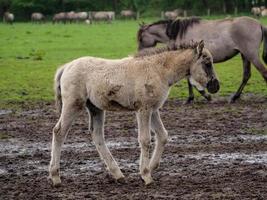 caballos salvajes en westfalia foto