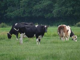 vacas en el muensterland alemán foto