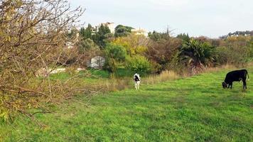 vitelli al pascolo nel prato video