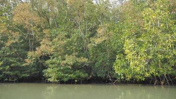 vue sur le bateau naviguant et se déplaçant dans la grande rivière avec la nature forêt tropicale video