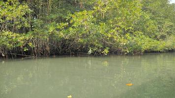 Bootsansicht Segeln und Bewegen im großen Fluss mit tropischem Naturwald video