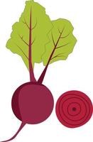 Beetroot with green leaves on white background. Red beetroot whole, cut, sliced. flat style. vector