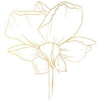 Rosenblüte mit goldener Strichzeichnung png