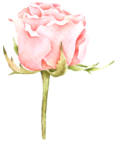 colección de acuarela de flor rosa png