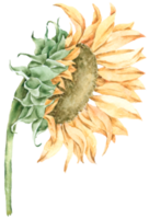 Sunflower watercolor, Spring Yellow Flower, Ukraine Flower