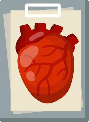 Heart. Human internal organ.