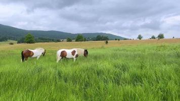 A couple of horses graze on mountain grass video