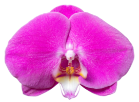 Purple phalaenopsis orchid flower isolated with clipping path png