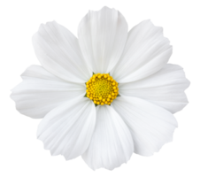 fleur de cosmos blanc isolé avec un tracé de détourage png