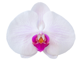 fleur d'orchidée phalaenopsis pourpre isolée avec un tracé de détourage png