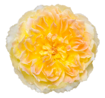 fiore di rosa giallo isolato con percorso di ritaglio png