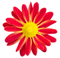 fiore rosso della margherita dei crisantemi isolato con il percorso di residuo della potatura meccanica png