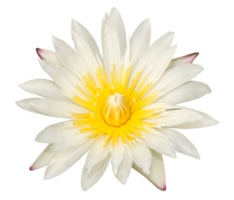 flor de loto amarilla aislada sobre fondo blanco png