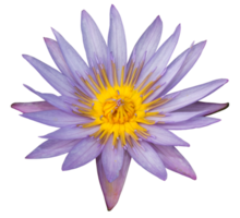 Purple lotus flower isolated png