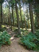 the black forest in germany photo