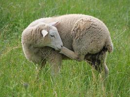 sheeps on a field in germany photo