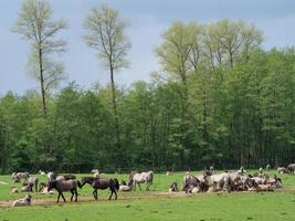 caballos salvajes en el muensterland alemán foto