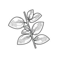 leaves stem botanical vector