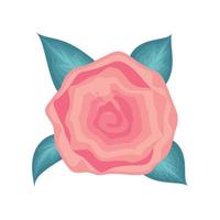 pink flower rose vector