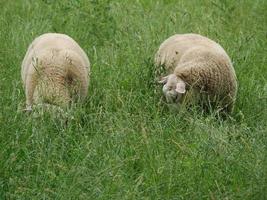 sheeps on a meadow in germany photo