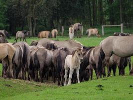 caballos salvajes en westfalia foto