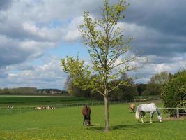 Horses in westphalia photo