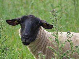 sheeps on a field in germany photo