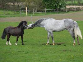 Horses in westphalia photo