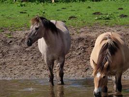 wild horses in westphalia photo