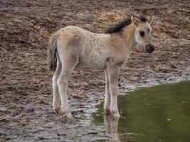 caballos salvajes en westfalia foto