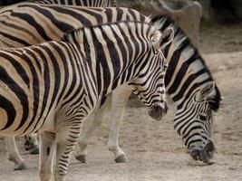 animales en el zoológico foto