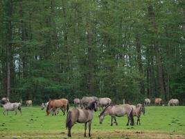 caballos salvajes en westfalia foto