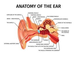 anatomía de la composición del oído vector