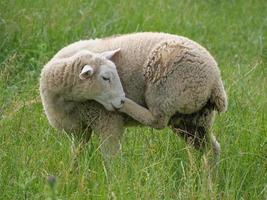 sheeps on a field in germany photo