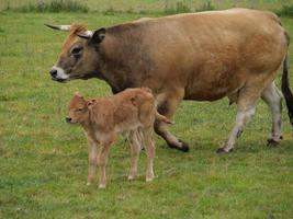 cows in westphalia photo